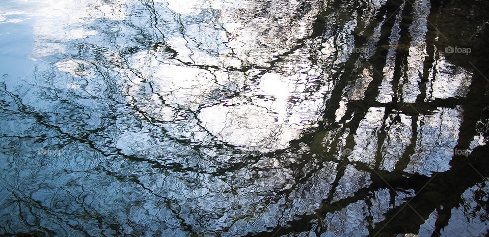 Trees reflected on the water