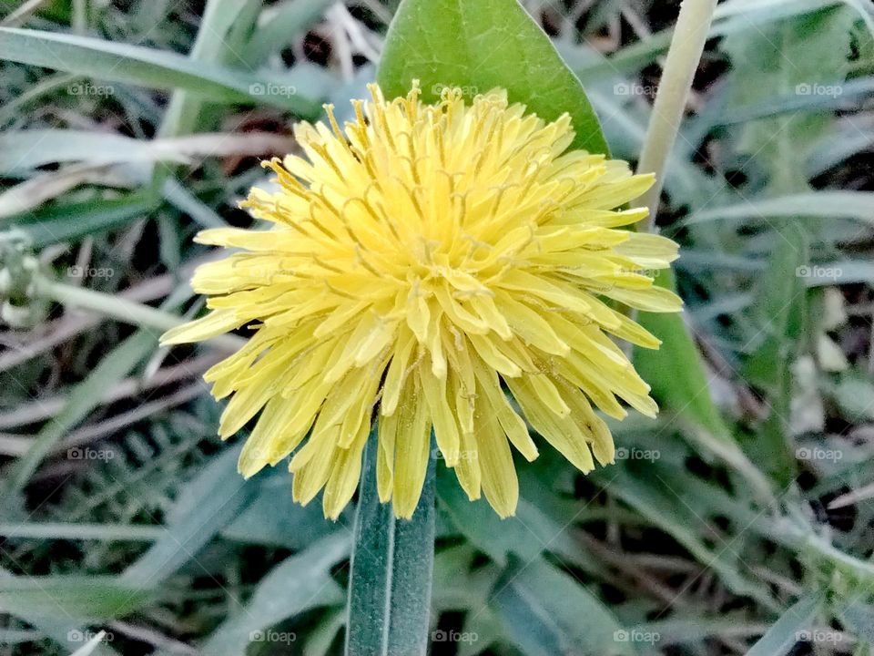 dandelion