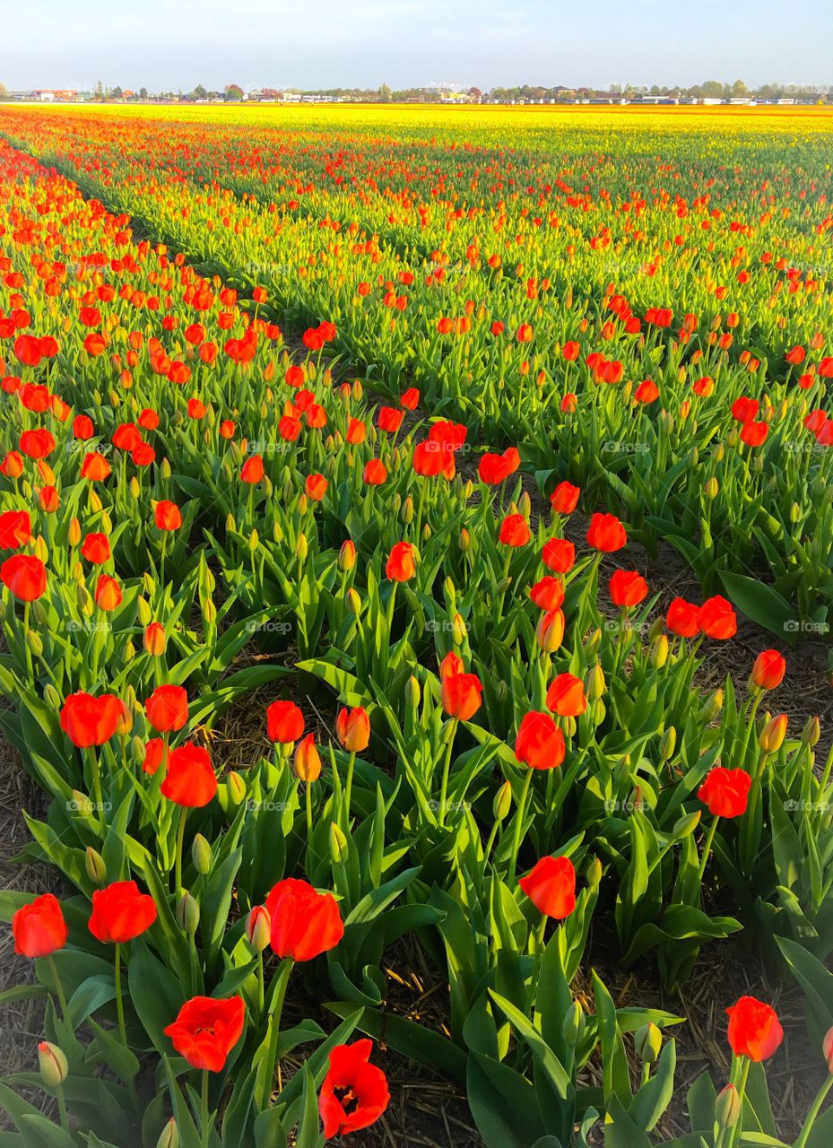 Lisse spring Tulips fiels