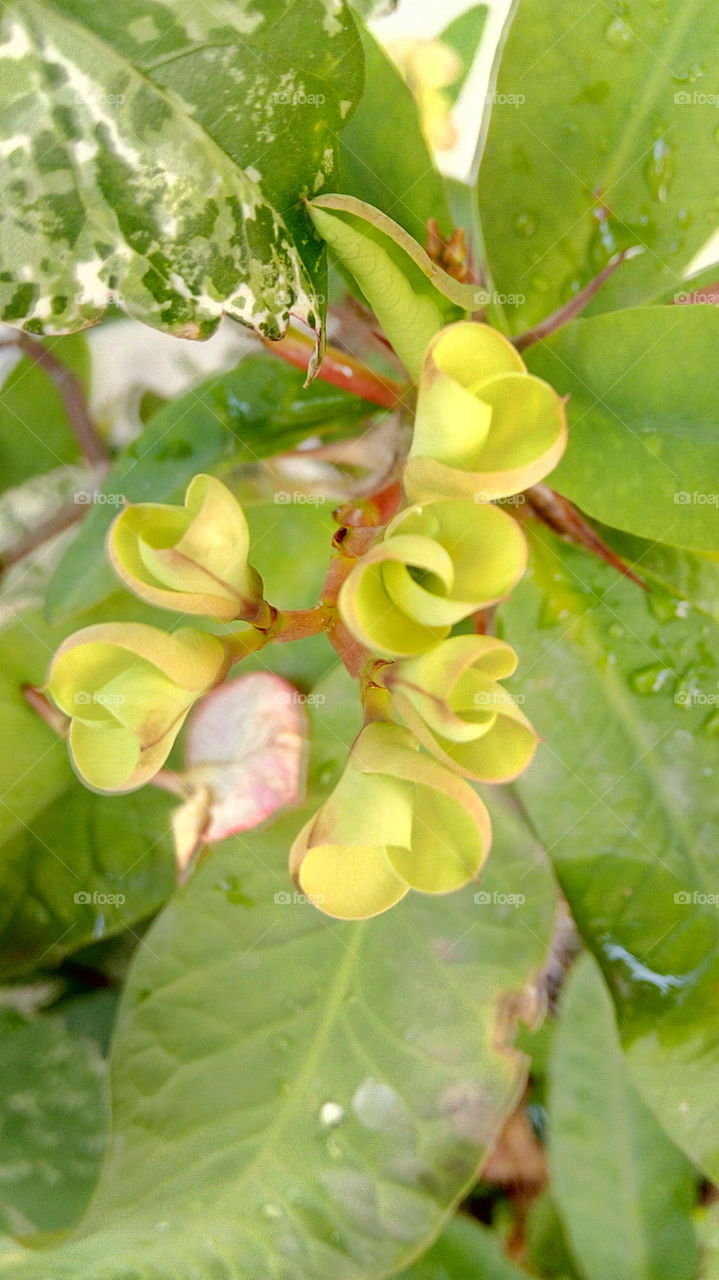 Close-up of green flowers