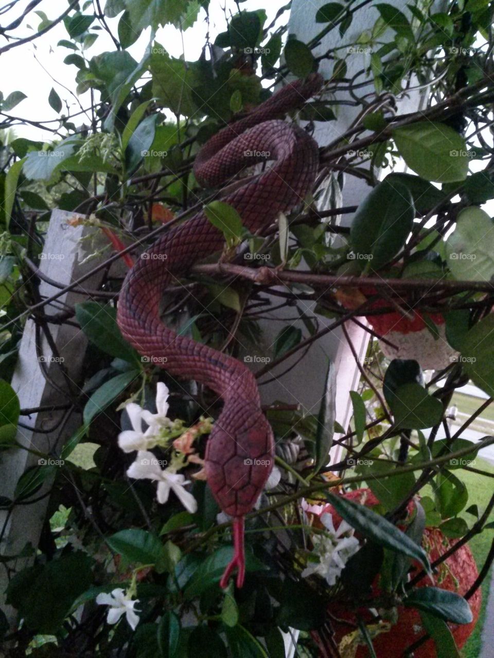 snake jasmine 