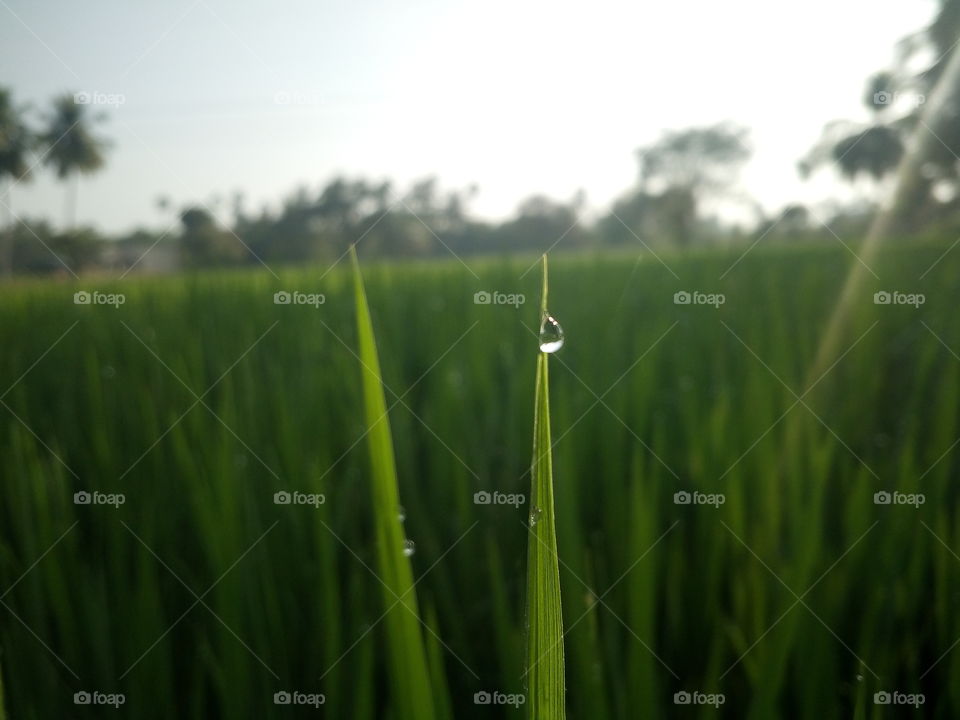 the most beautiful leaf and water drop
