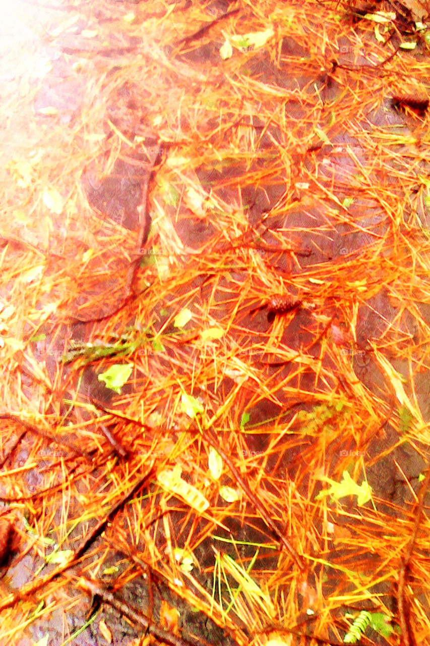 Library Parking Lot Debris. Mostly Pinestraw. After Irma. Norcross, Actually Peachtree Corners, Georgia. (Abstract Expressionism)
