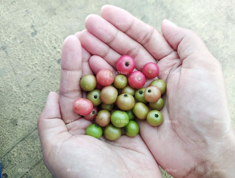 Some Muntingia calabura fruits on hand, in Indonesia they are called kersen. The fruit is small circle and brown to red when it is ripe and tastes sweet