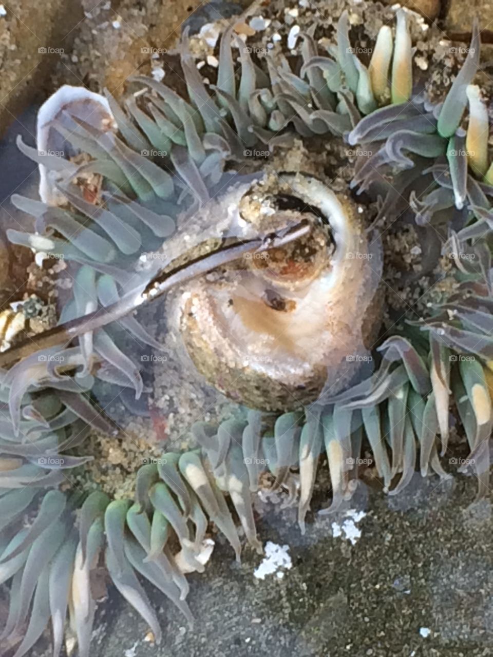 Sea Anemone. A sea anemone found in Southern California 