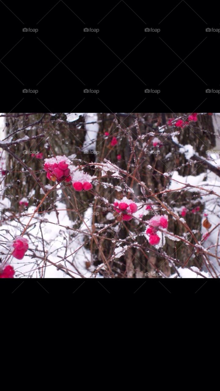 nature snow berries cold by gingersleetsnow
