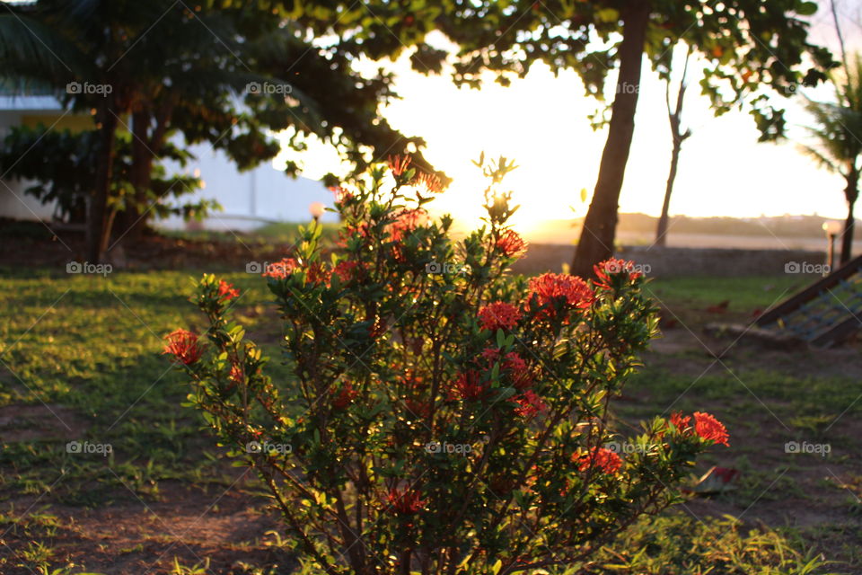 #sunset, #arembepe, #camaçari, #bahia, #brazil, #southamerica, #nature, #landscape, #flowers