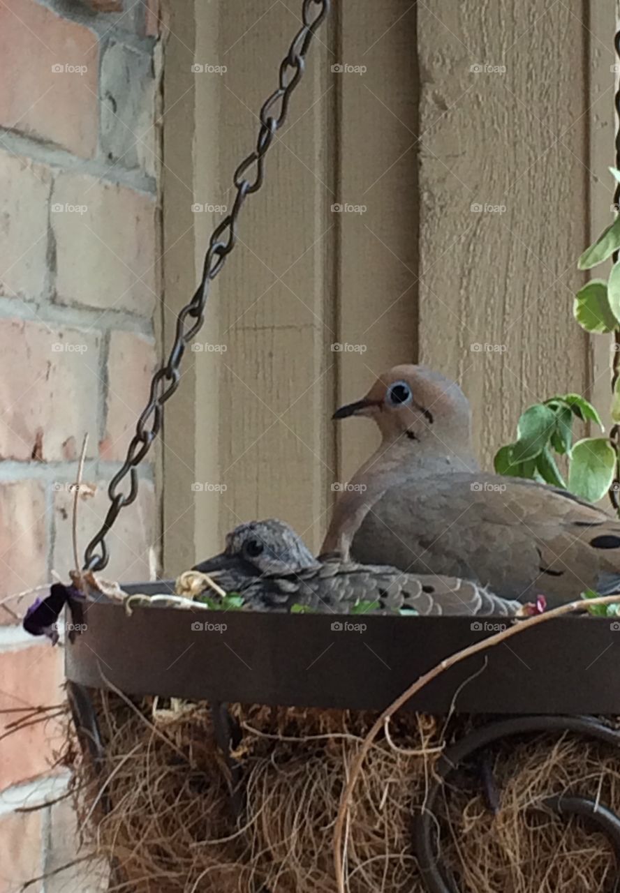 Parent and Baby Dove in Suburban Backyard Hanging Basket