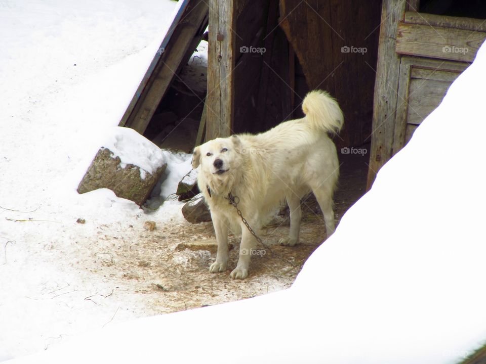 Old shepherd dog at remote sheepfold