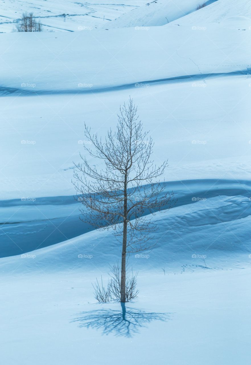 Bare tree with reflection or shadow on iced snow surface