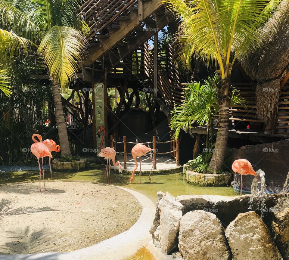 Beautiful flamingos in a tropical setting