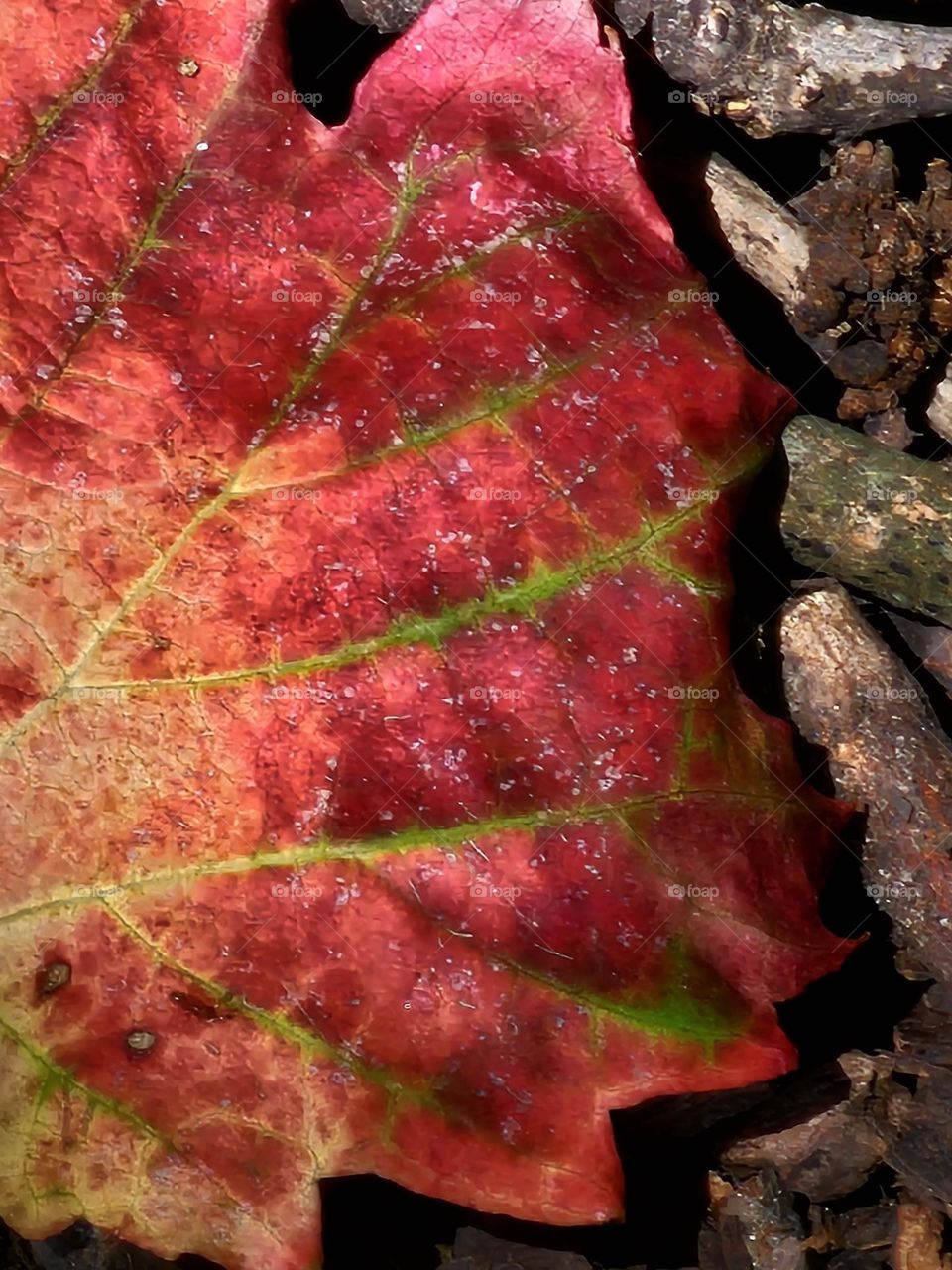 The veins of an autumn leaf.