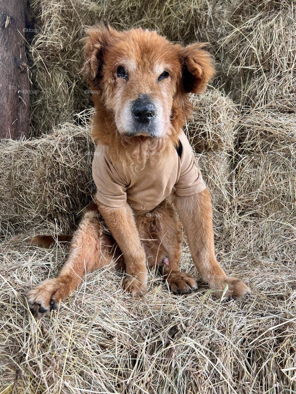 Perrito abuelo 