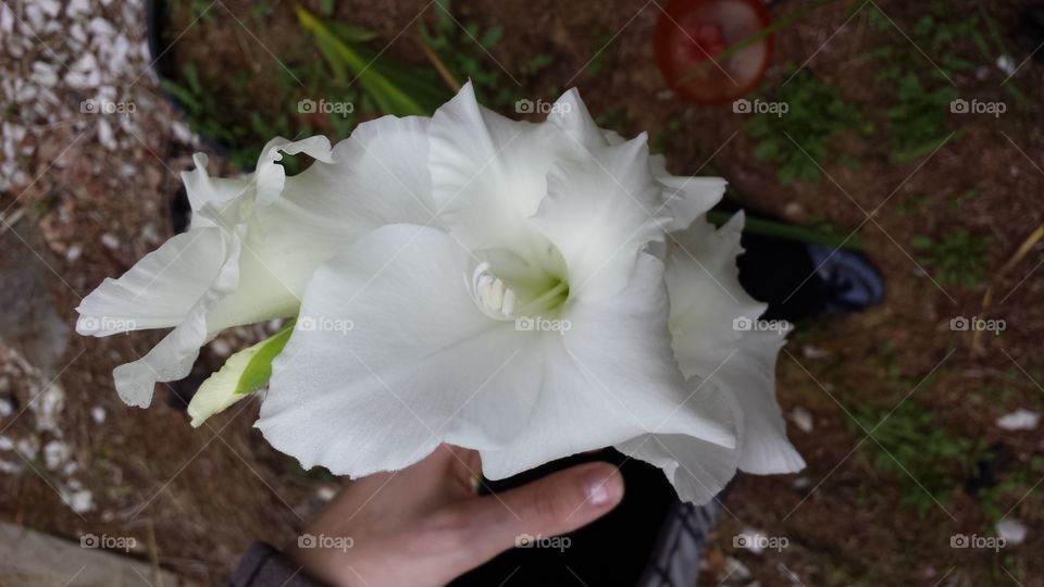 Gladiolus