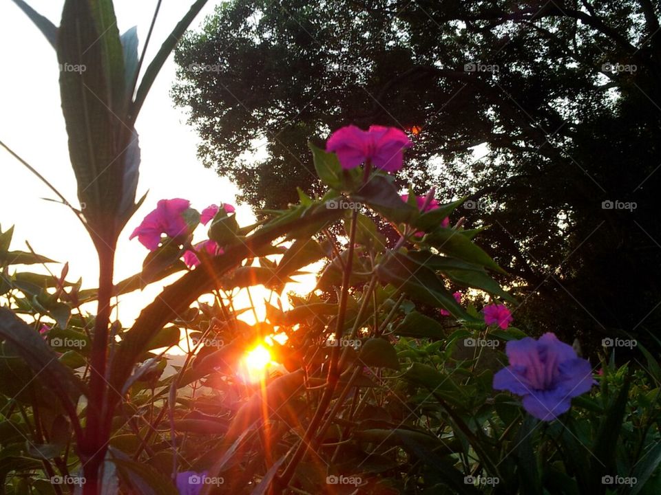 Sunrise flowers