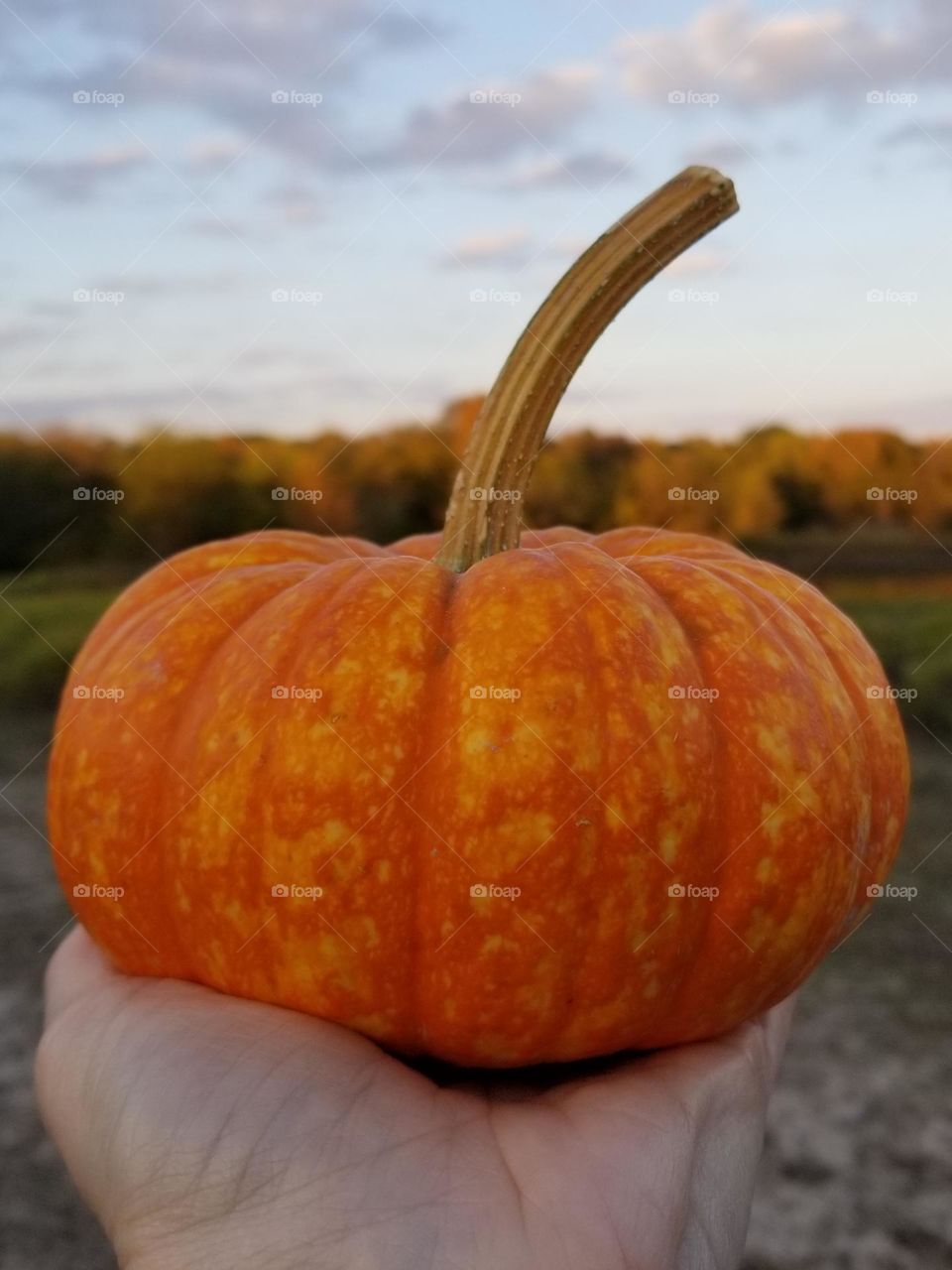 Small pumpkin being held by a hand in front of fall foliage