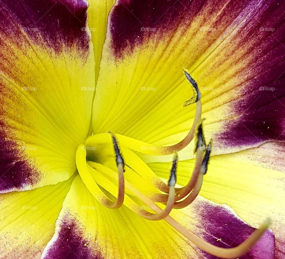 yellow burst