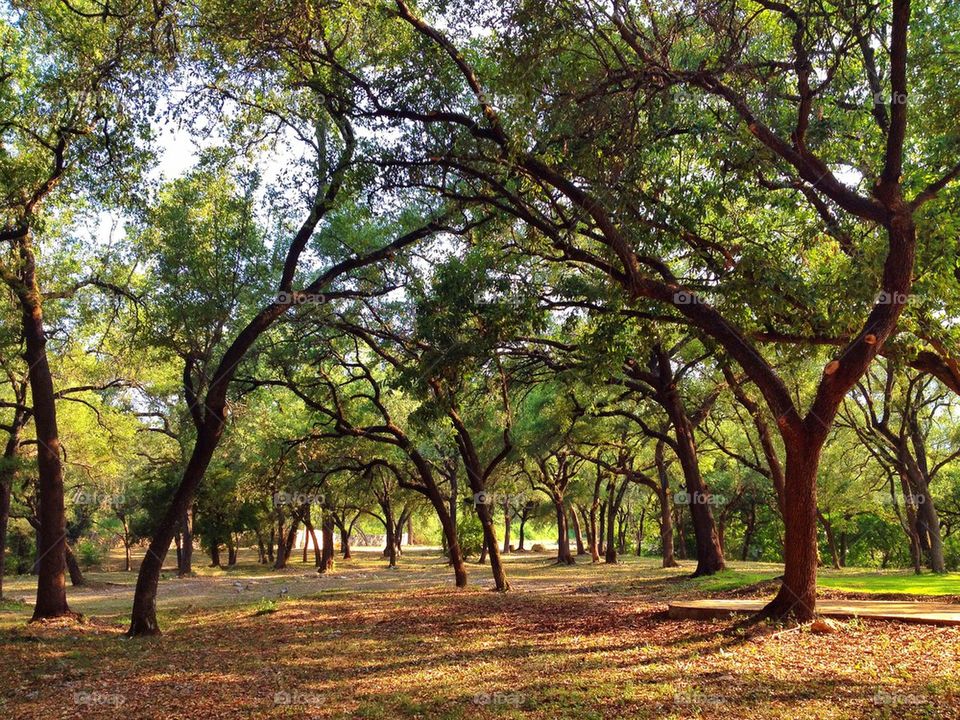 Field of oak tree