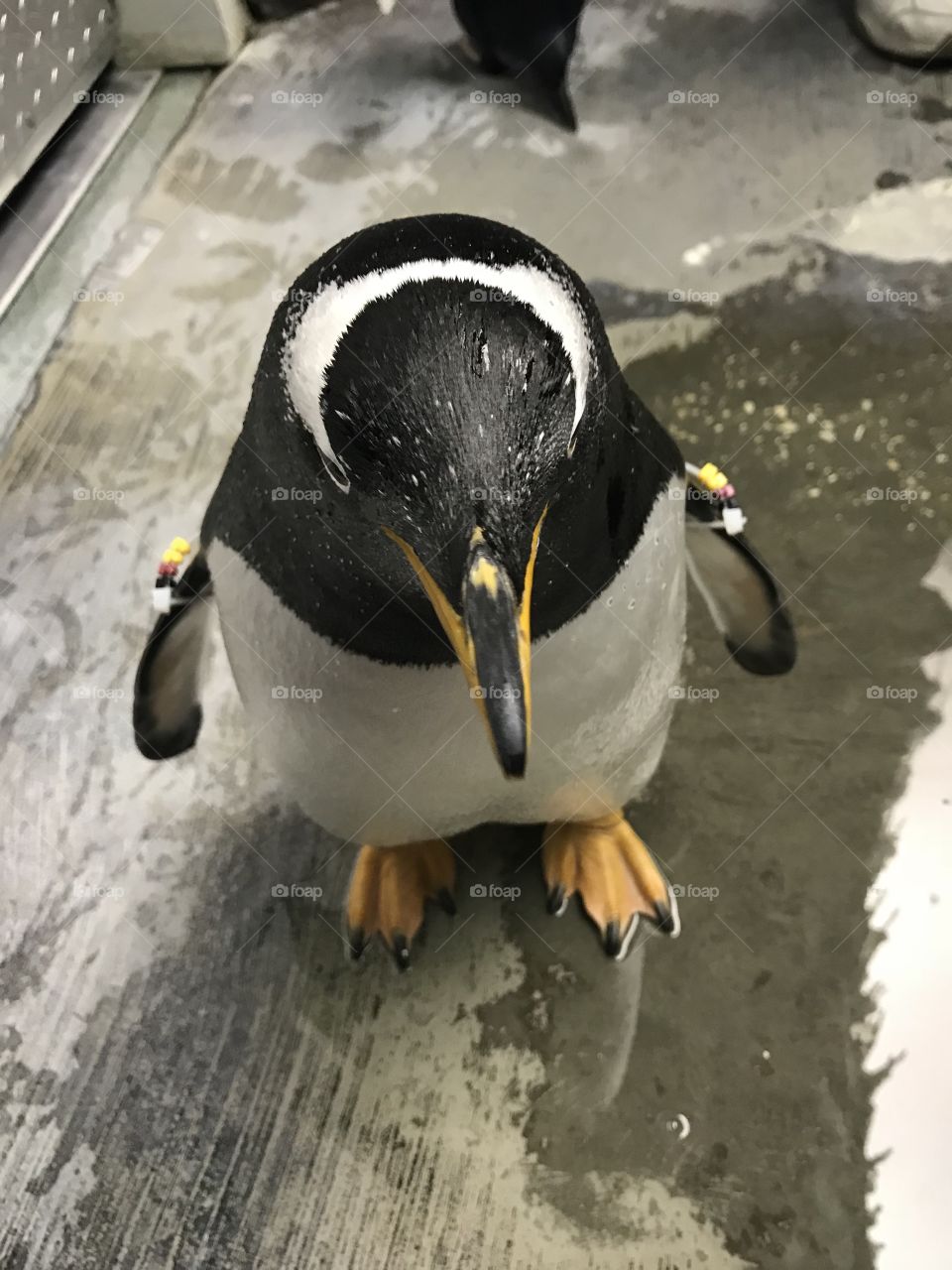 A penguin with a little bit of a foot fetish. 