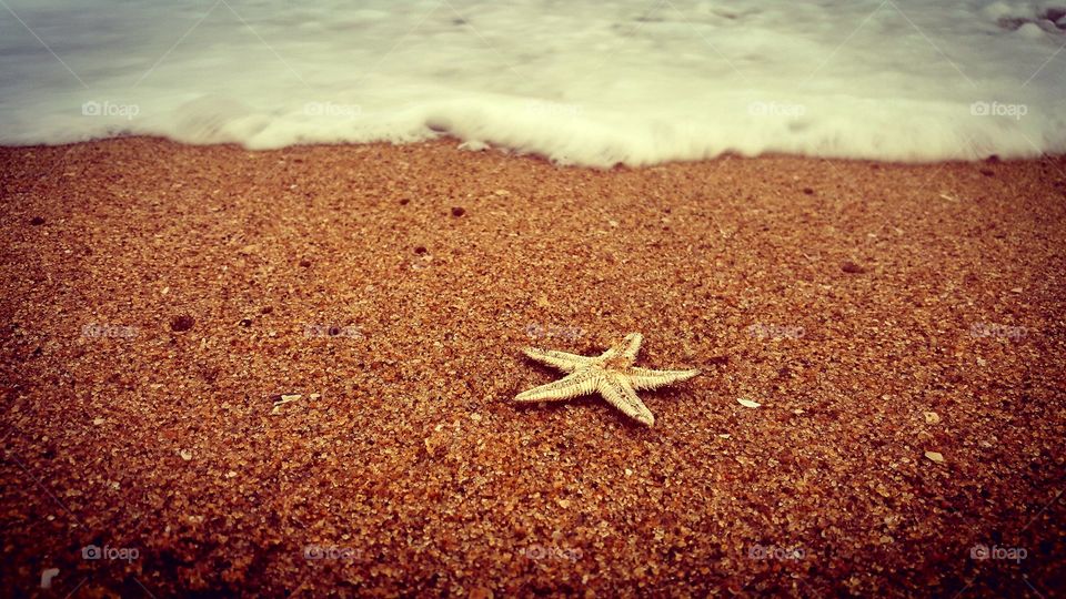 star in the shore