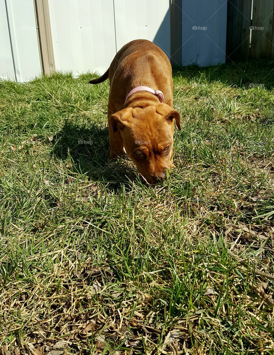 Muffins getting some sun!