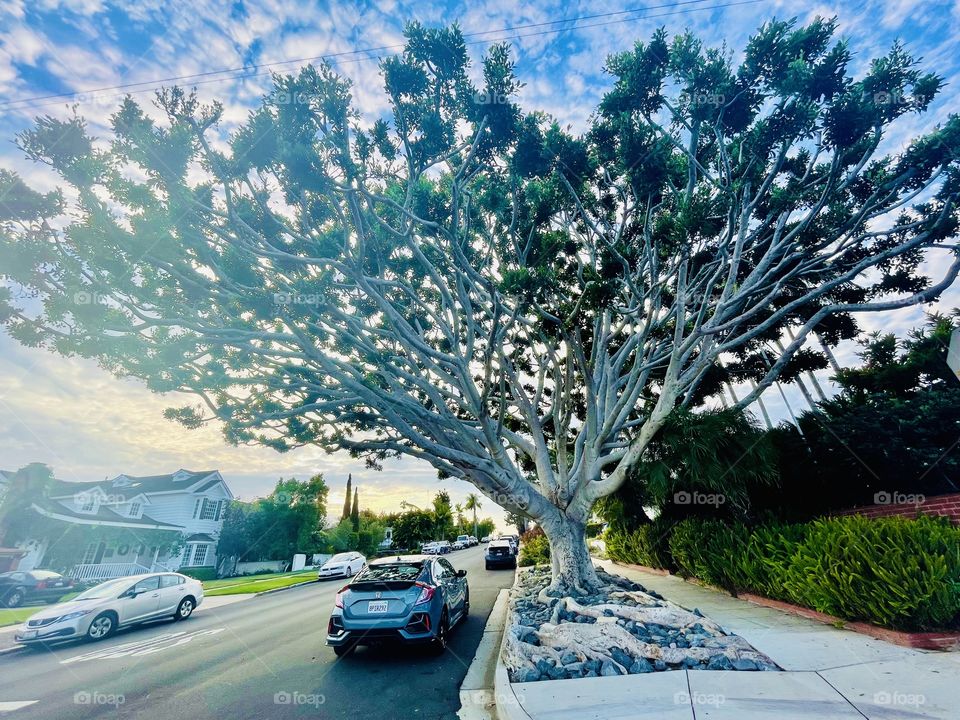 Wise tree may you have a long life 