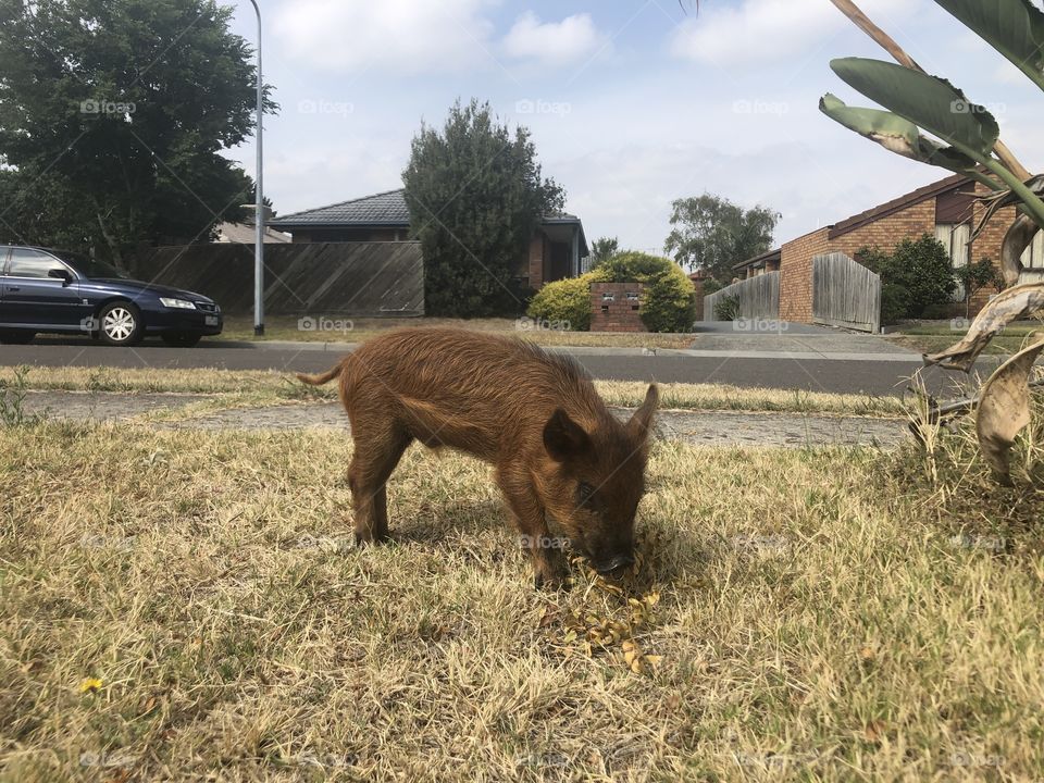 Ollie, the miniature pig looking for a feast in the grass. If he’s lucky, he may even find a cockroach! They’re his favourite bug!