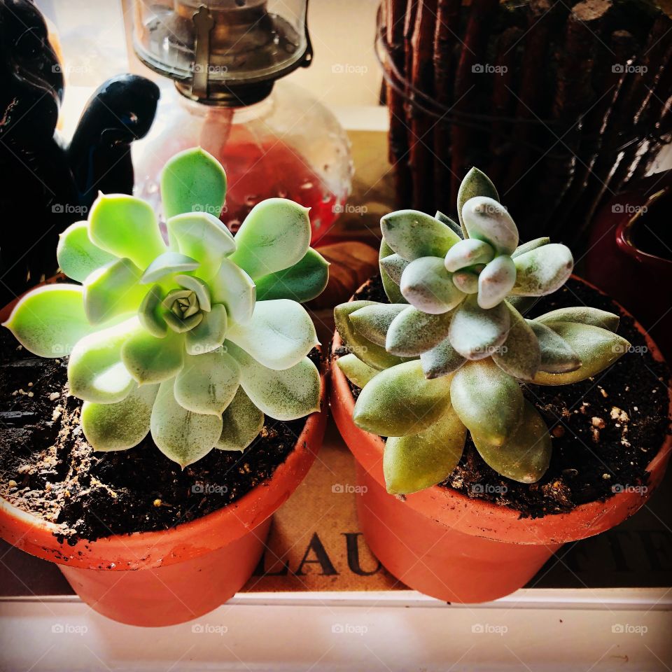 Thriving succulents 