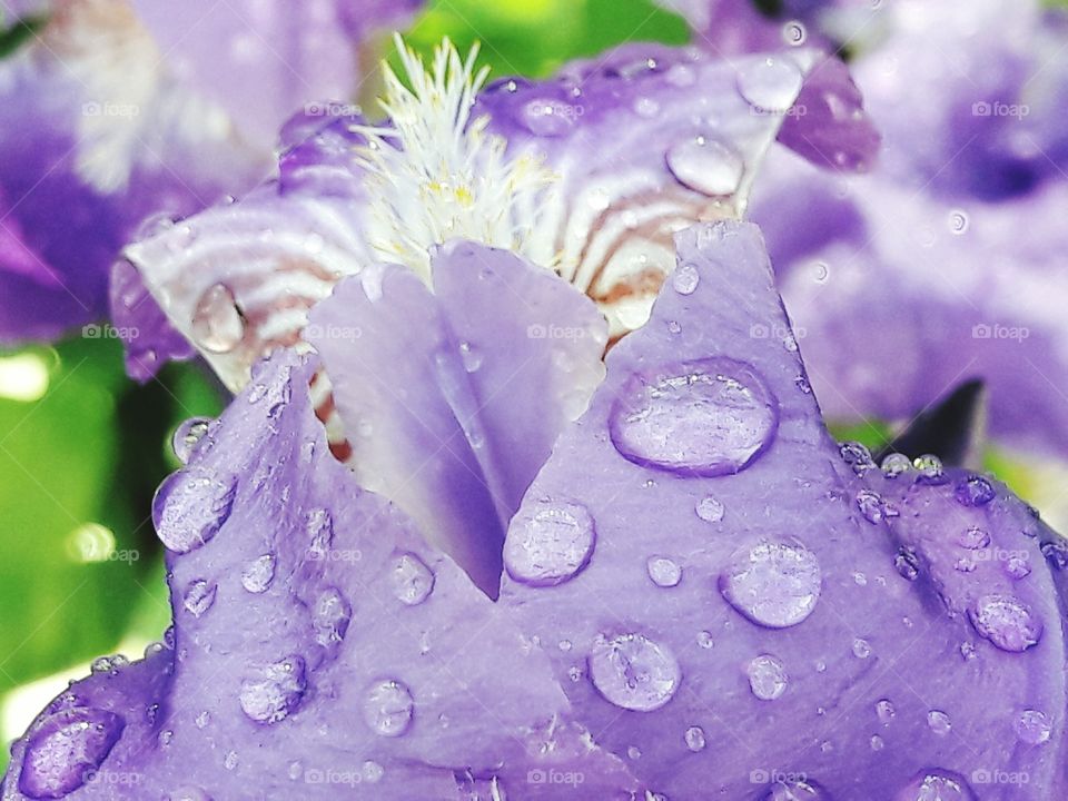 summer bright nature wild city town day outdoor out air fresh greens plants flowers beauty nice shot stunning amazing pics photoes lovely purple violet