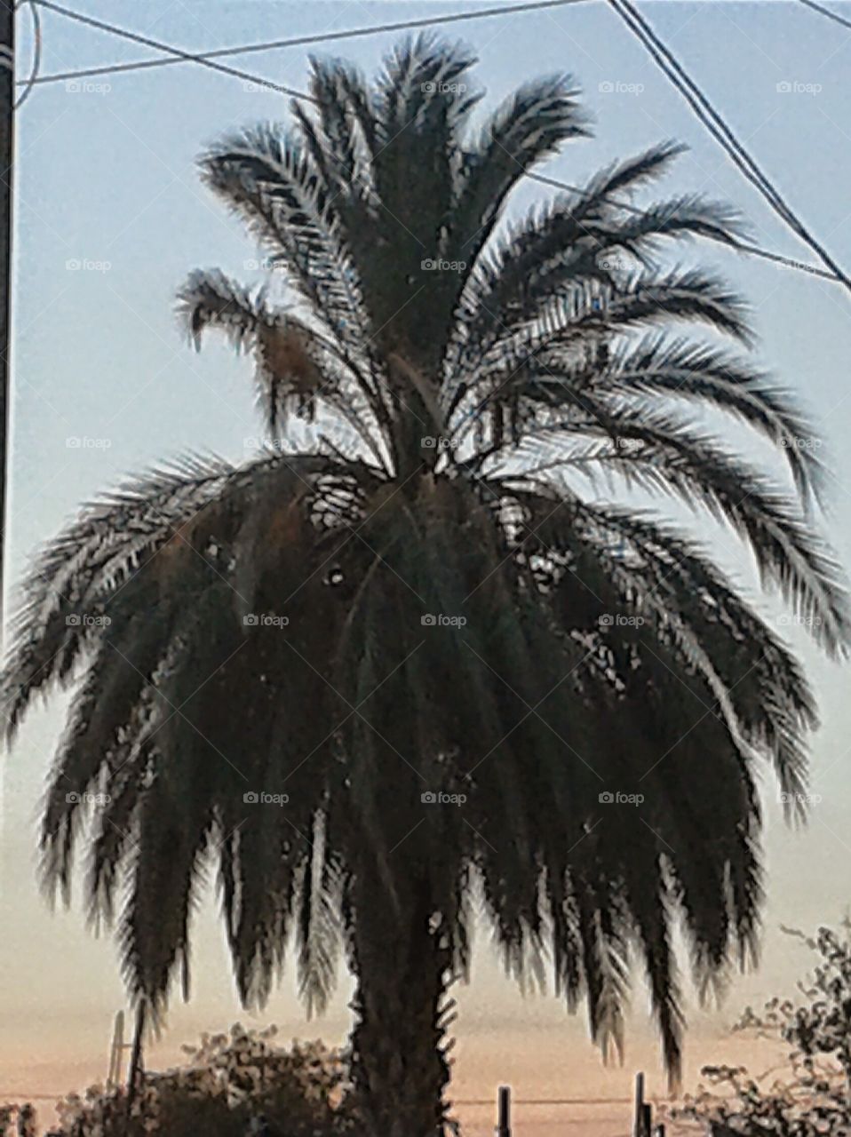Natures Sparkler. palms always remind me of 4th of July fireworks when the sun is on the leaves just right, nature made.