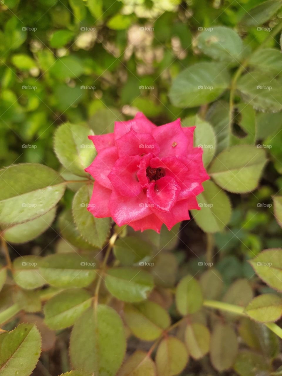 Rose 🌹
Beauty of Flora
Grooming Flower..
Amazing Nature