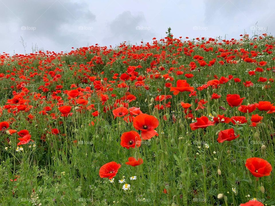 Countryside.  Field of red poppies