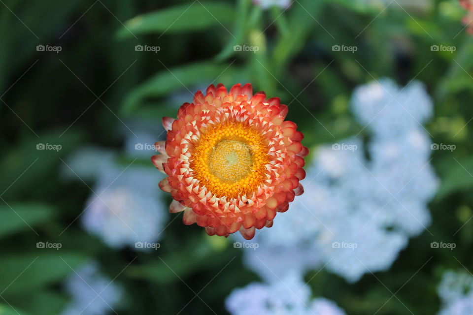 Community flower garden