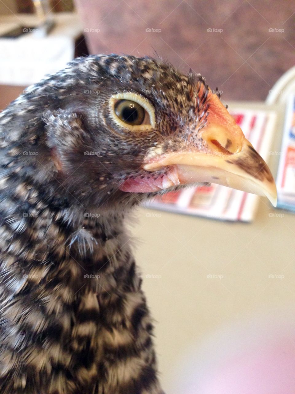 Barred rock chicken