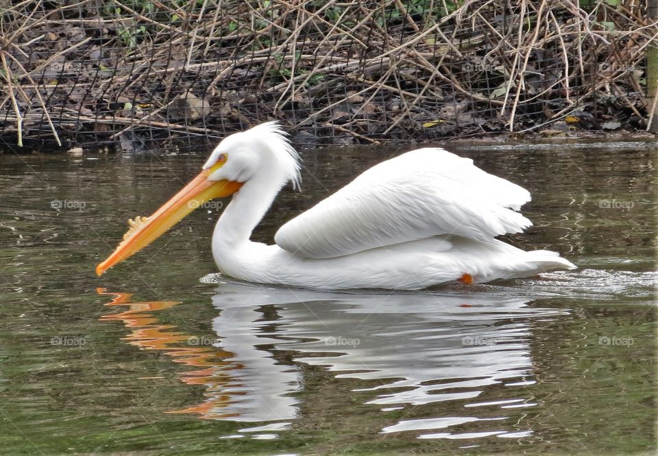 pelican