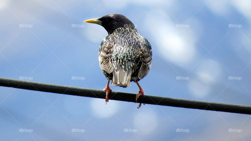 Lonely starling 