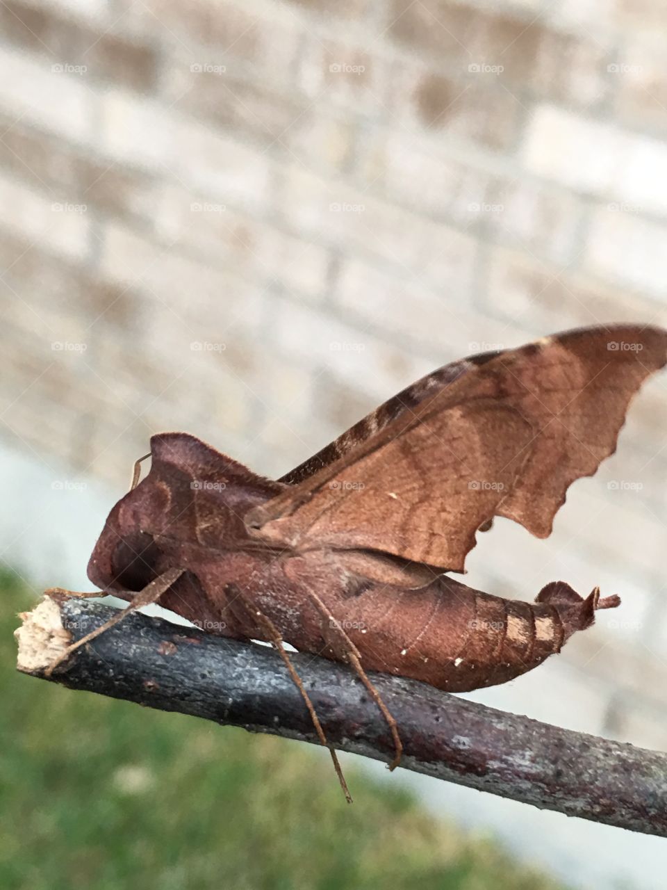 Leaf moth. 