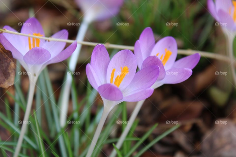 First Signs of Spring Flowers 