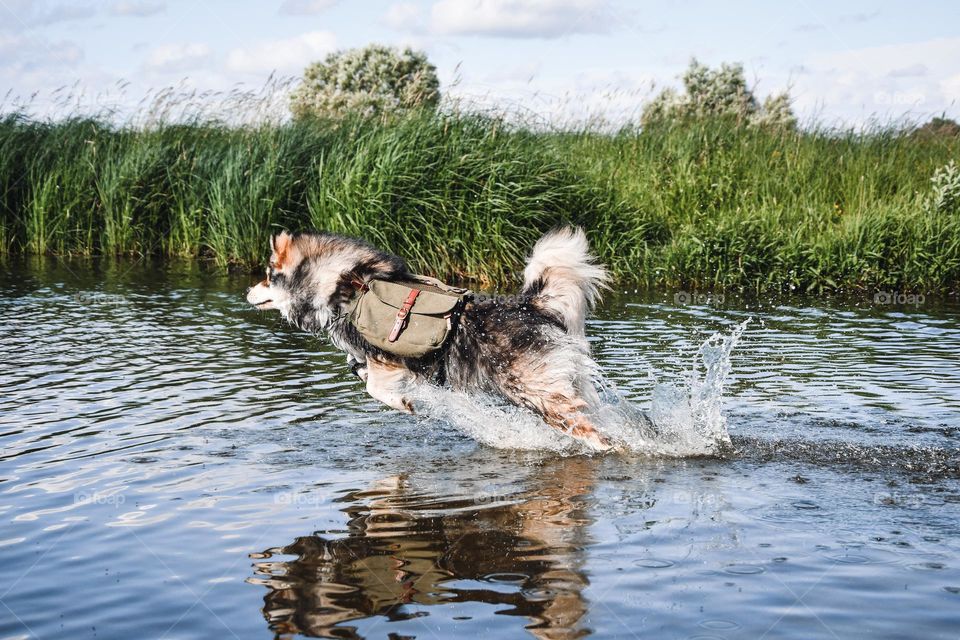 Dog running into water