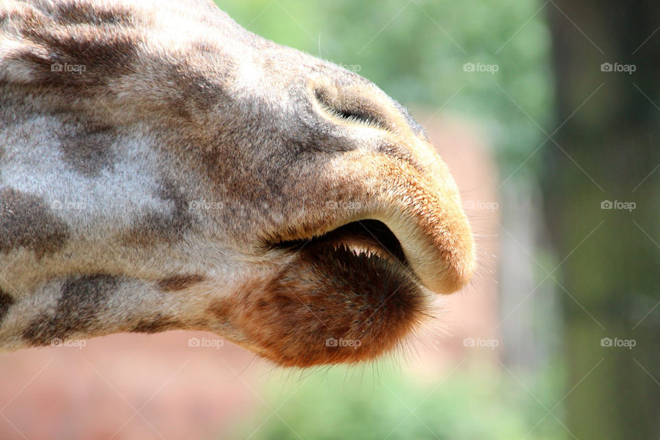 animal mammals zoo giraffe by stef79