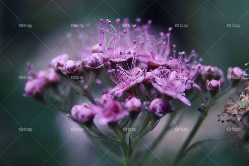 Closeup pink flowers 