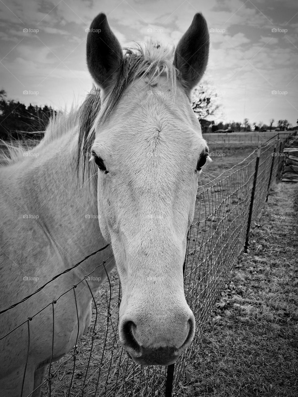 Gray Horse Looking Over a Fence on a cloudy winter day in black & white