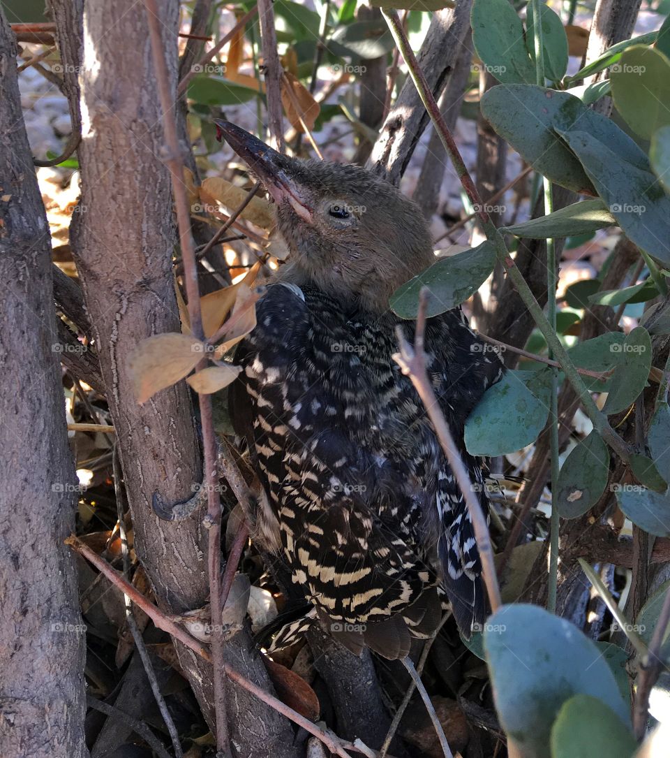 Baby woodpecker 