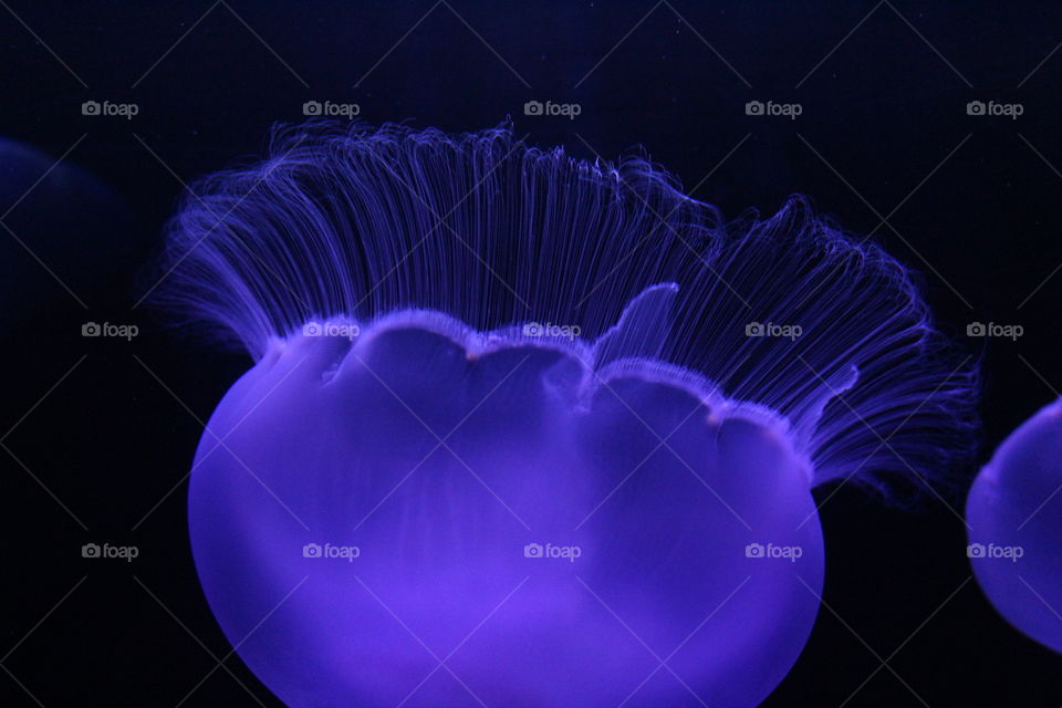 close up visual of purple florescent jellyfish omaha henry doorly zoo and aquarium united states 