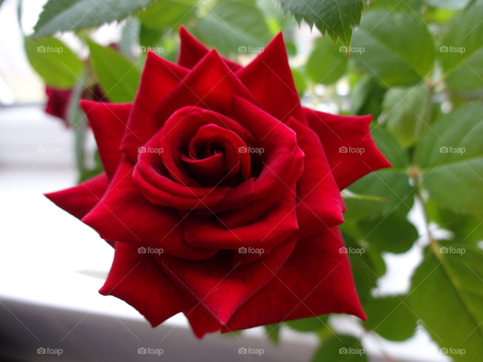 red rose in macro