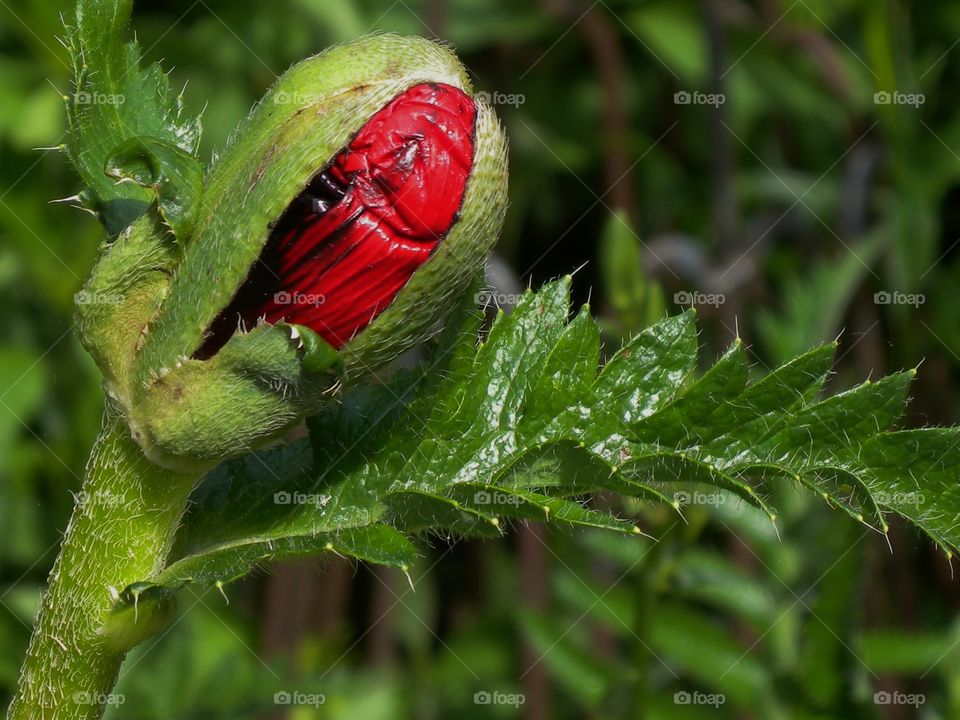 Color:red