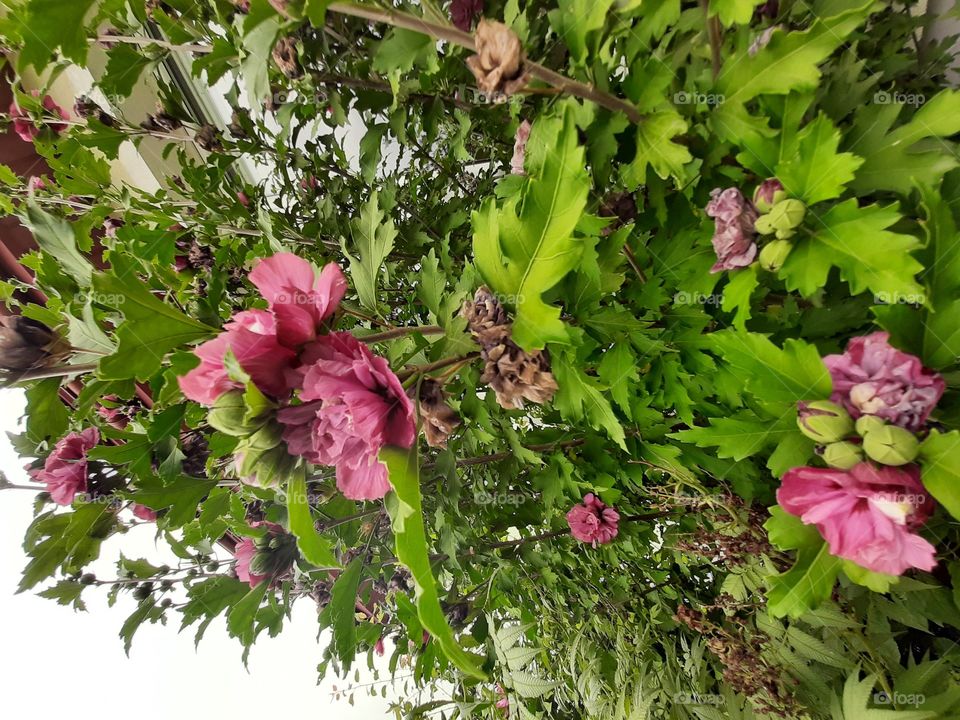 pink flowersfrom The garden