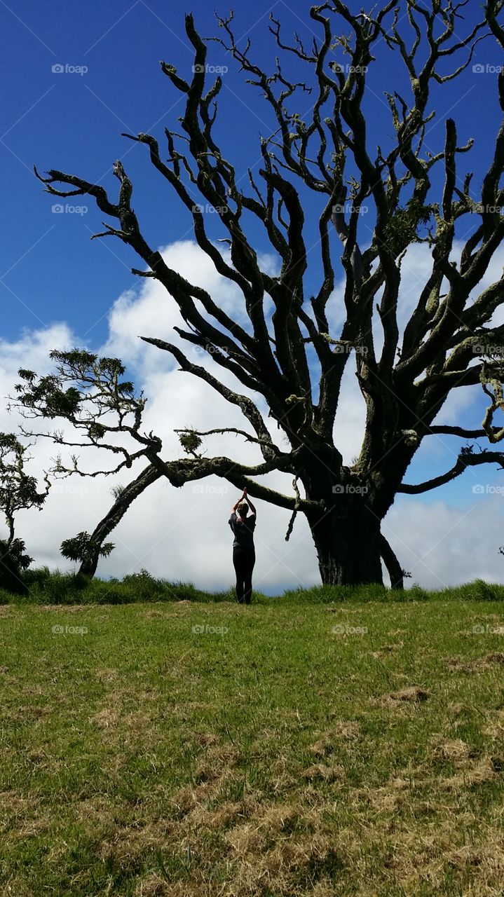 find your inner tree