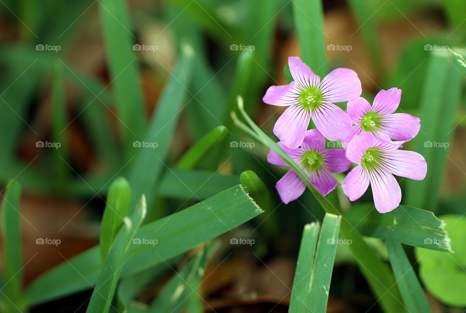 Little purple Spring flowers in Florida. They are tiny and grow in between thick grass on the ground. 