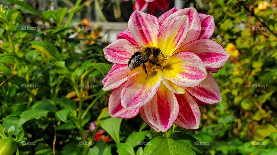 Flower & Bee